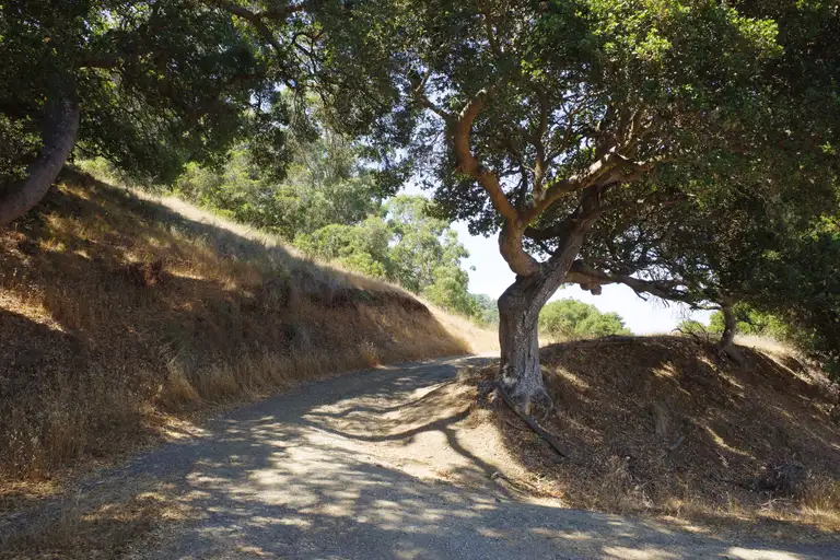 A shapely oak tree in the apex of a gravel trail turning uphill. Standing in the shade.