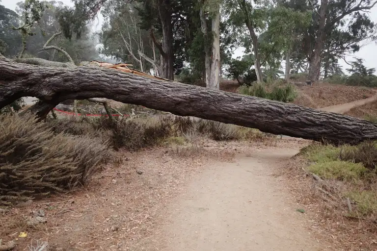 A downed tree blocking a dirt trail