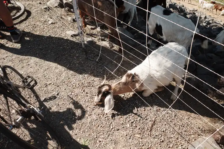 A goat with it's neck under the bottom of a flexible fence