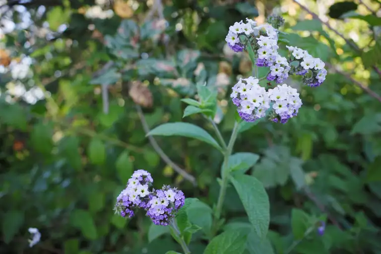 Small, white, blue, and tetracyclic heliotropium flowers