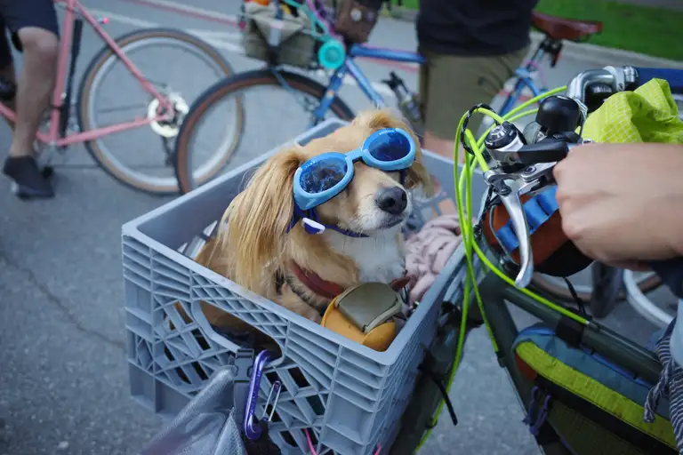 Goldberg the 51% chihuahua in a milk crate attached to the front of a bike