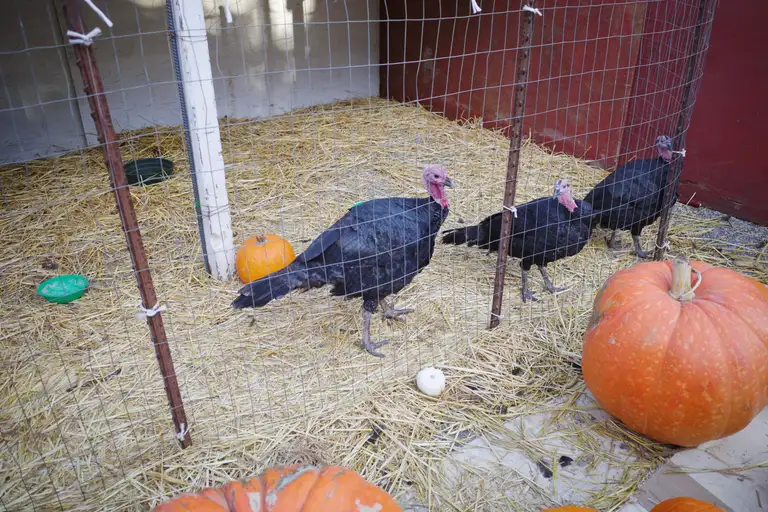 Three turkeys behind a pumpkin