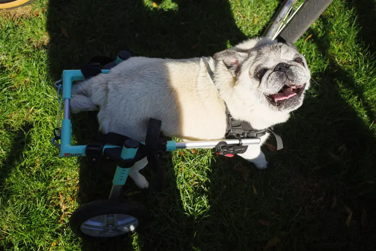Atlas (a 13 year old pug) looking up at the camera with a happy expression. His rear legs are supported by wheels.