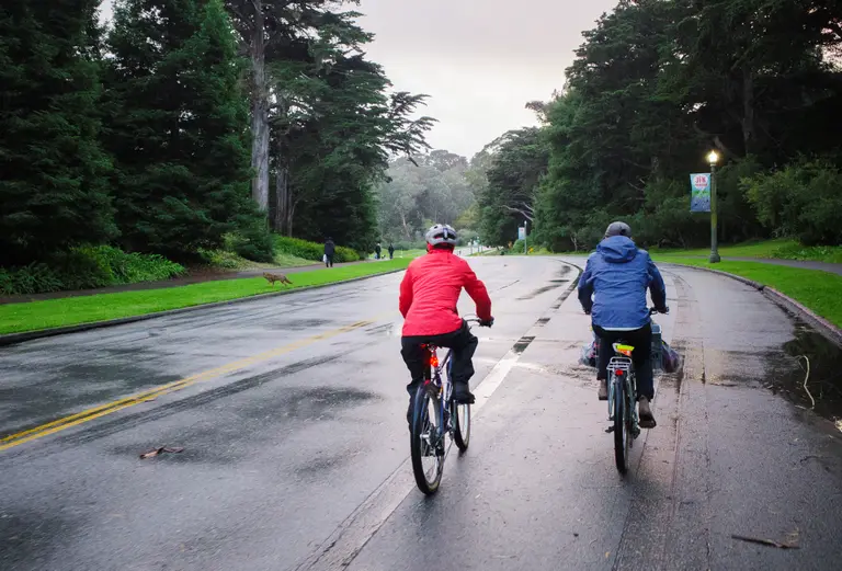 Two cyclists on a rainy day biking along a tree-lined road with a coyote running on to the grass in front of them.