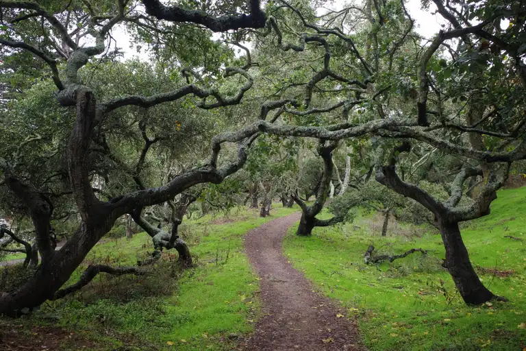 A footpath lined by numerous misshapen oaks.