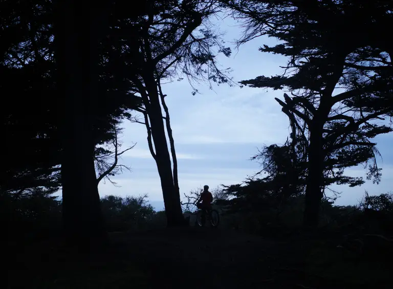 A silhouette of Kat and some trees at blue hour.