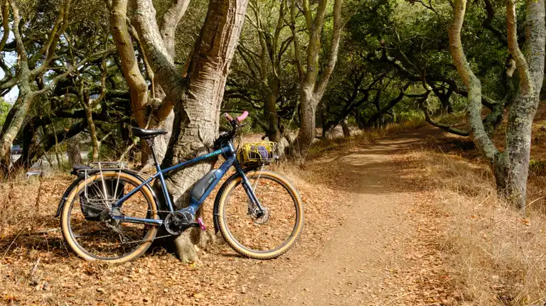 A blue e-bike with black fenders resting on an oak tree beside a dirt path surrounded by other old oaks